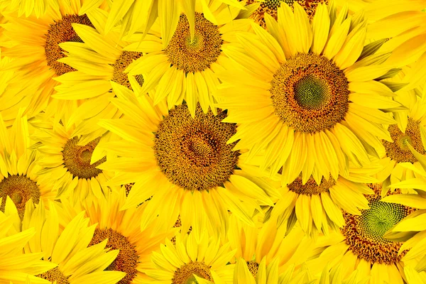 stock image Sunflower background