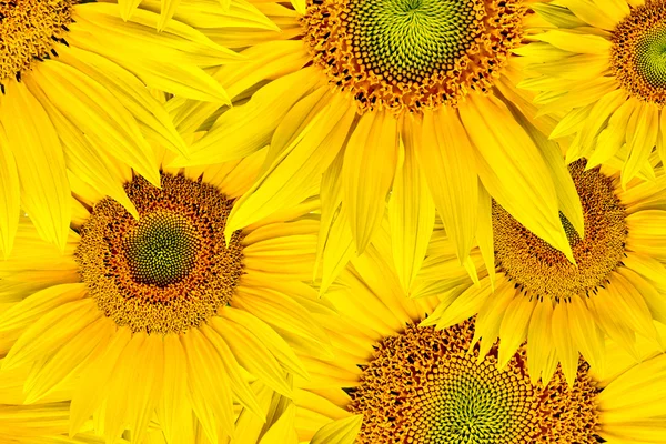 stock image Sunflower background