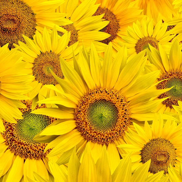 stock image Sunflower background