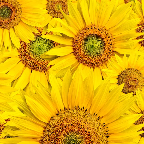 stock image Sunflower background