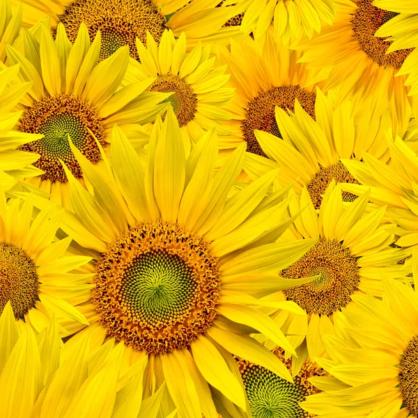 stock image Sunflower background