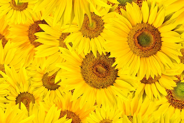 Stock image Sunflower background