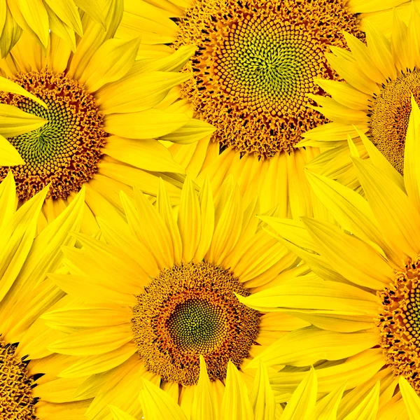 stock image Sunflower background