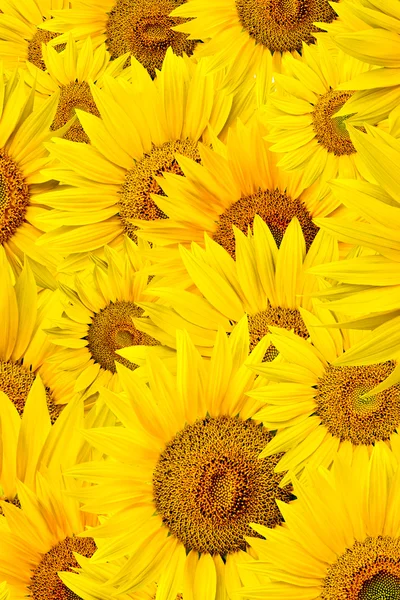 Stock image Sunflower background