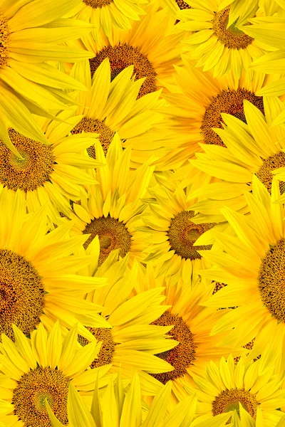 stock image Sunflower background