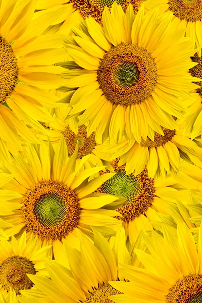 stock image Sunflower background