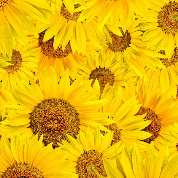 Stock image Sunflower background