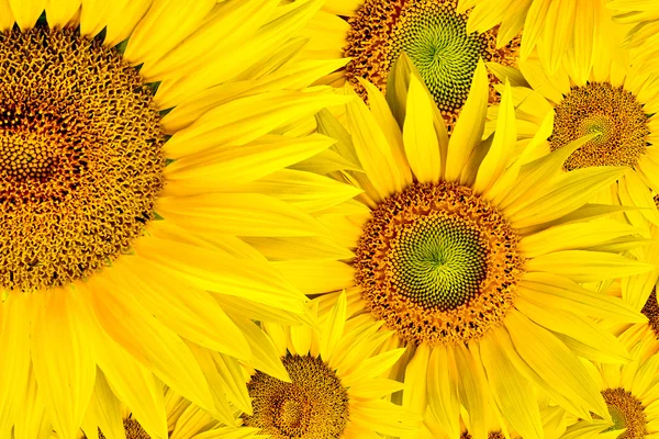 stock image Sunflower background