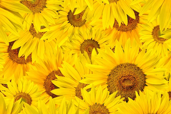 stock image Sunflower background