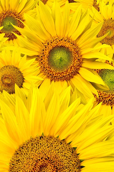 stock image Sunflower background