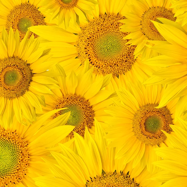 stock image Background made of beautiful sunflowers