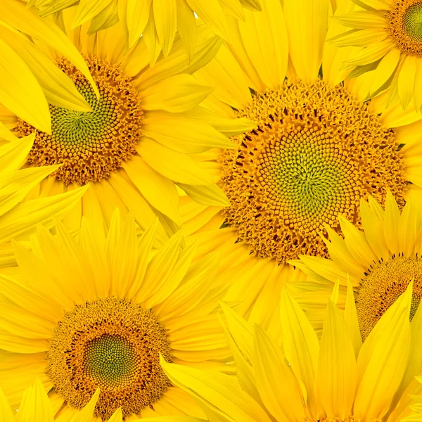 stock image Background made of beautiful sunflowers