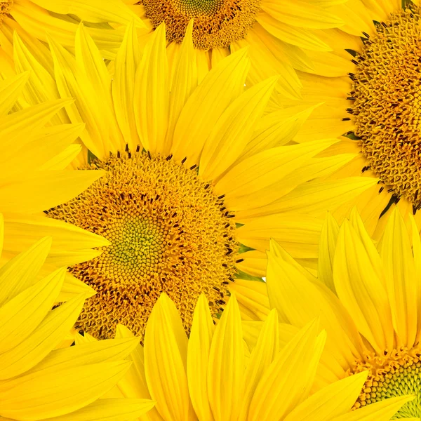 stock image Background made of beautiful sunflowers