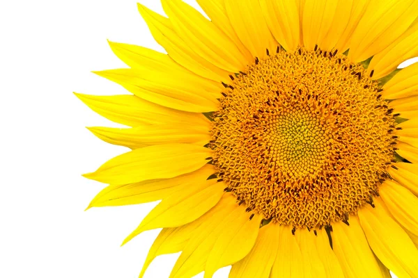 stock image Sunflower