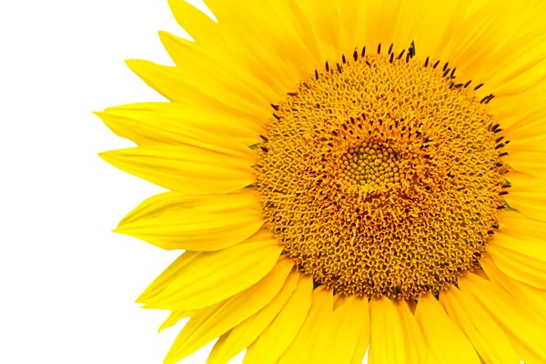 Stock image Sunflower