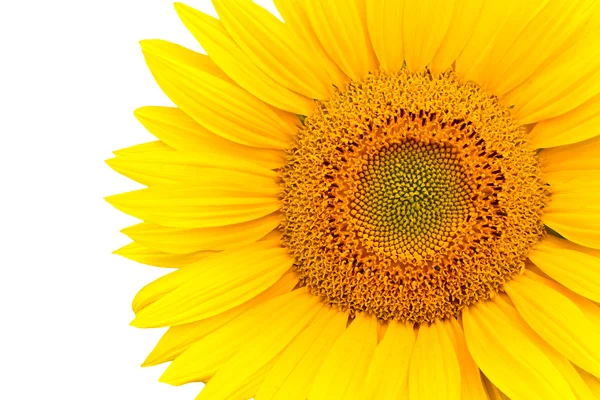 stock image Sunflower