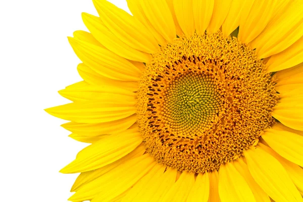 Stock image Sunflower