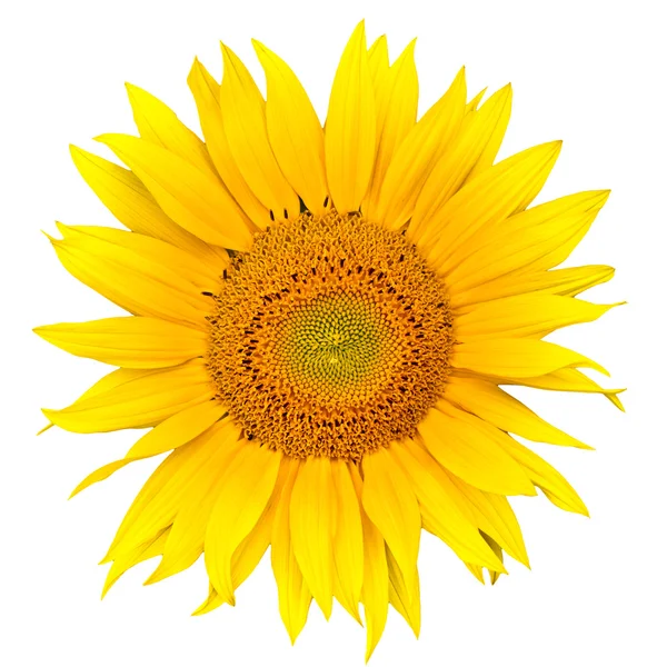 stock image Sunflower