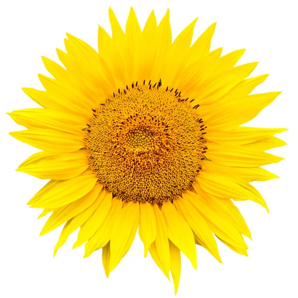 stock image Sunflower