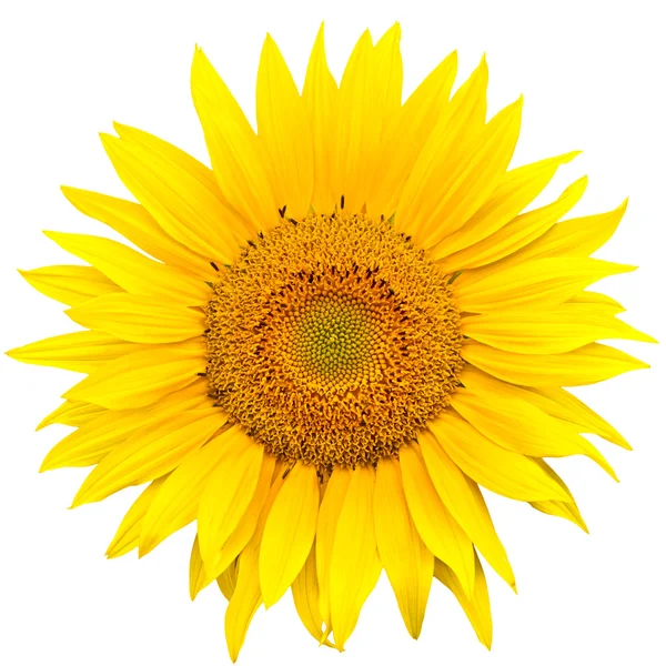 stock image Sunflower