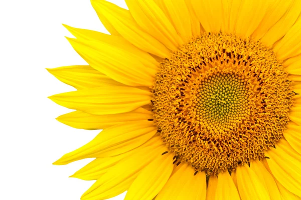 stock image Sunflower