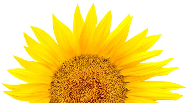 Stock image Sunflower