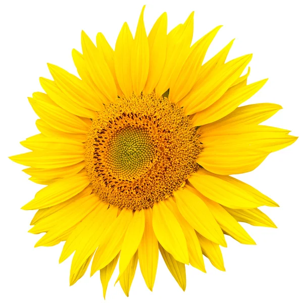 stock image Sunflower