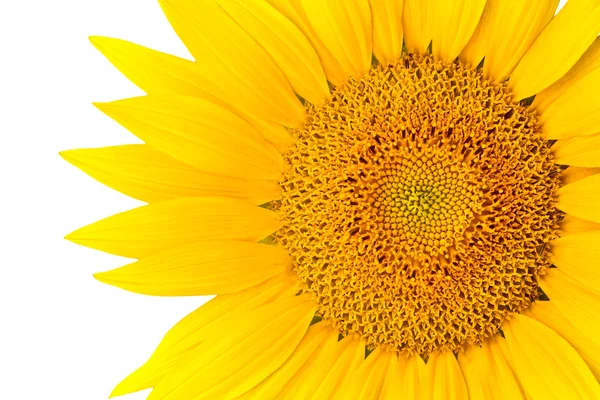 stock image Sunflower