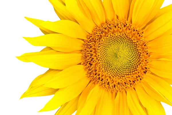 stock image Sunflower