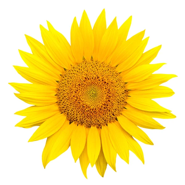 stock image Sunflower