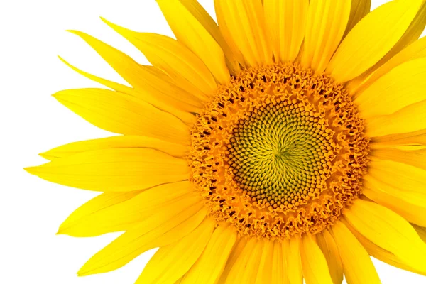 Stock image Sunflower