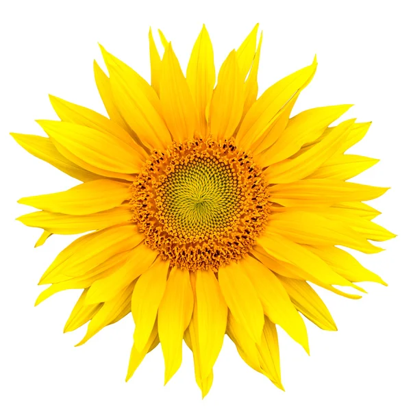 stock image Sunflower