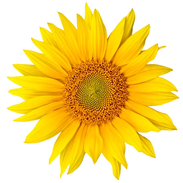 stock image Sunflower