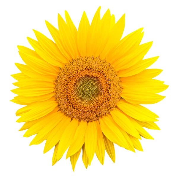 stock image Sunflower