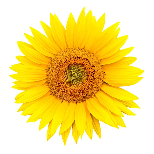 stock image Sunflower