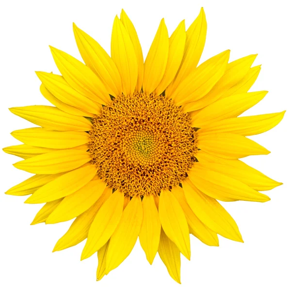 Stock image Sunflower