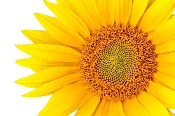 stock image Sunflower