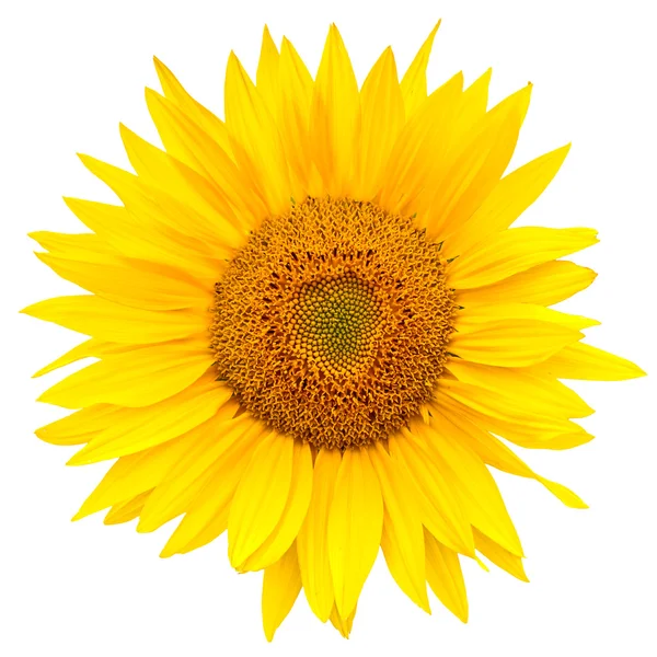 stock image Sunflower