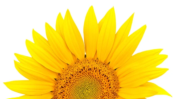 Stock image Sunflower