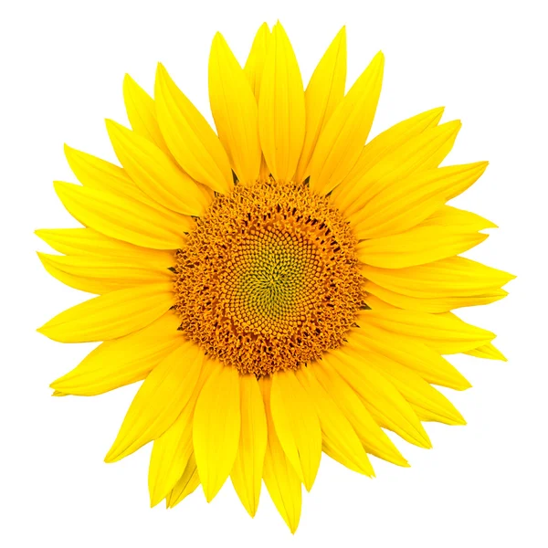 stock image Sunflower