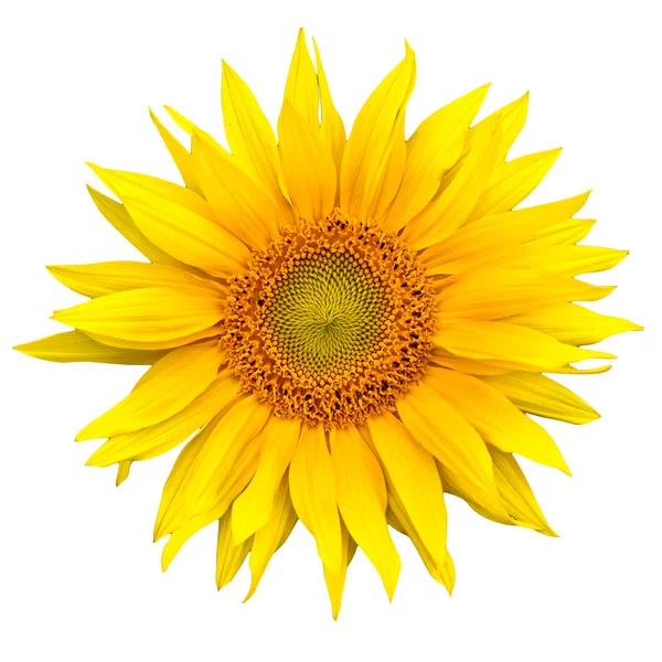 stock image Sunflower