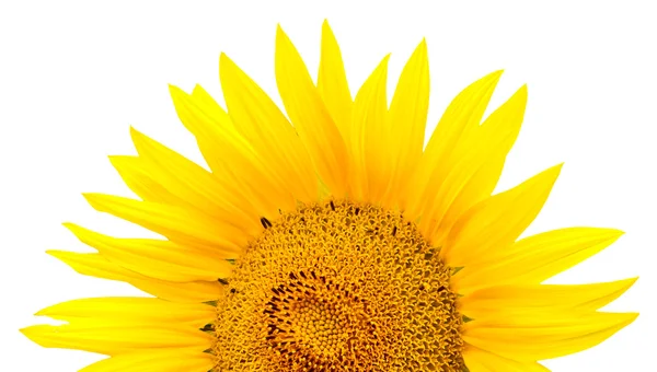 stock image Sunflower