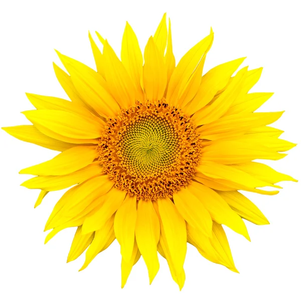 stock image Sunflower