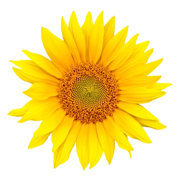 stock image Sunflower