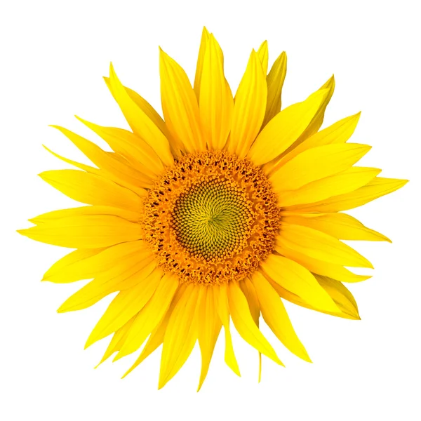 stock image Sunflower