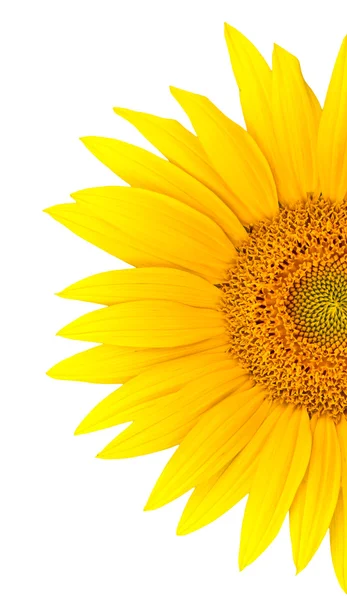 stock image Sunflower