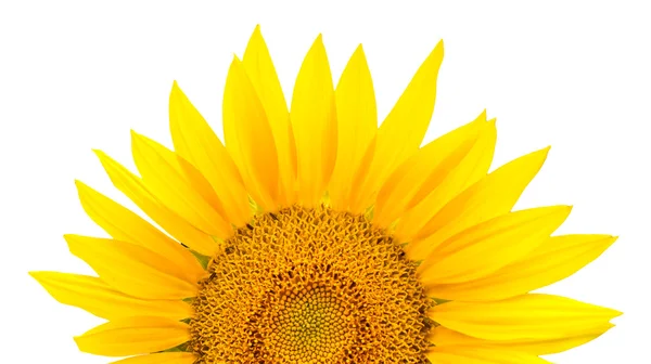 stock image Sunflower