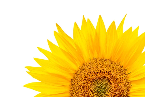 stock image Sunflower