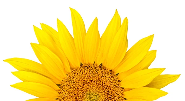 stock image Sunflower