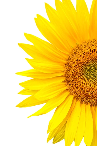 stock image Sunflower